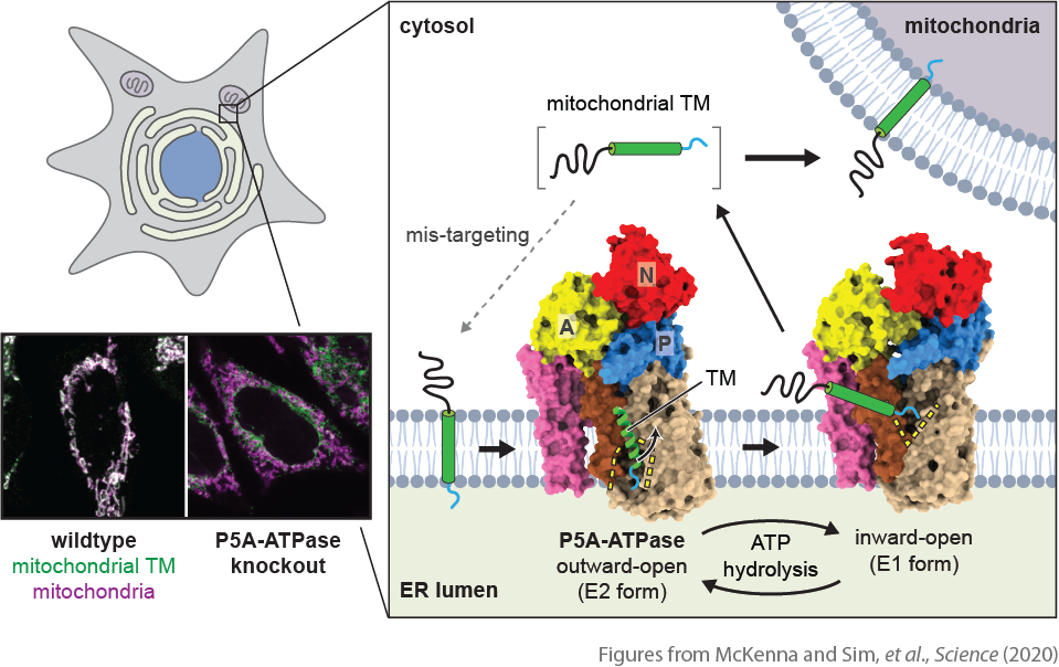 Structure and Meachanism of the P5A-ATPase