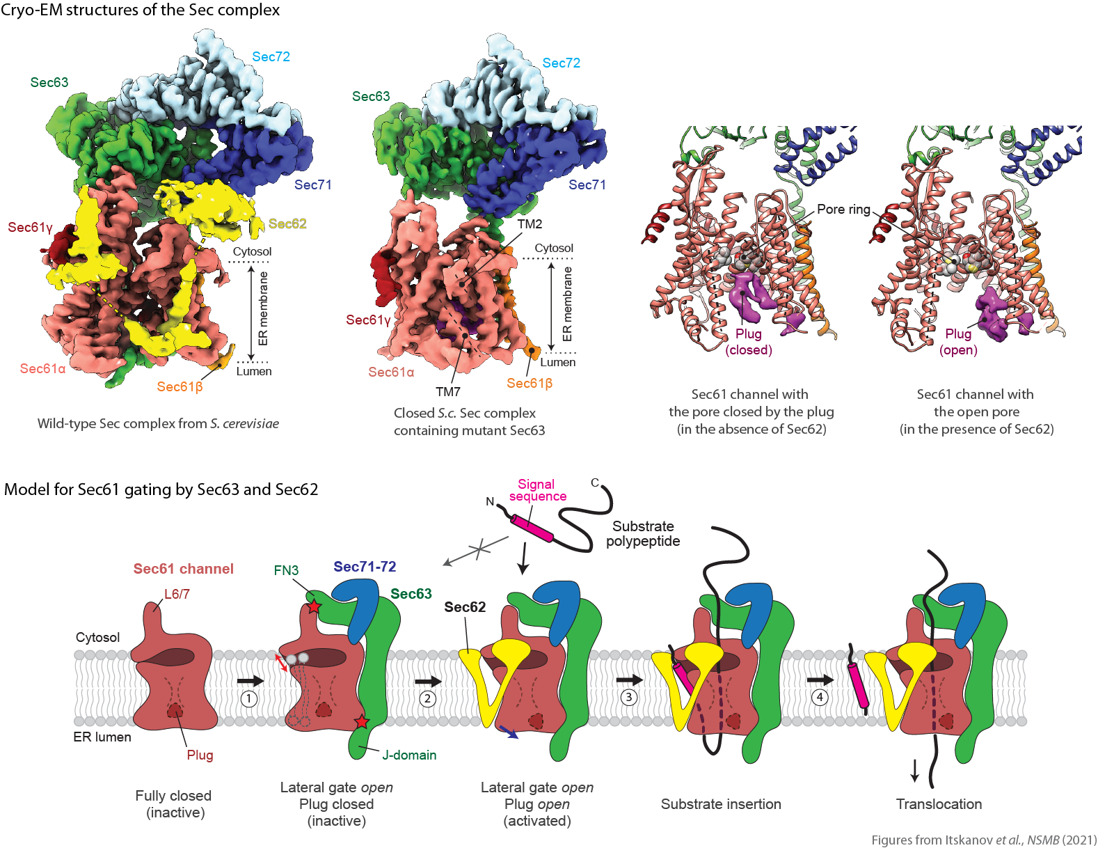 Structure and mechanism of the Sec complex