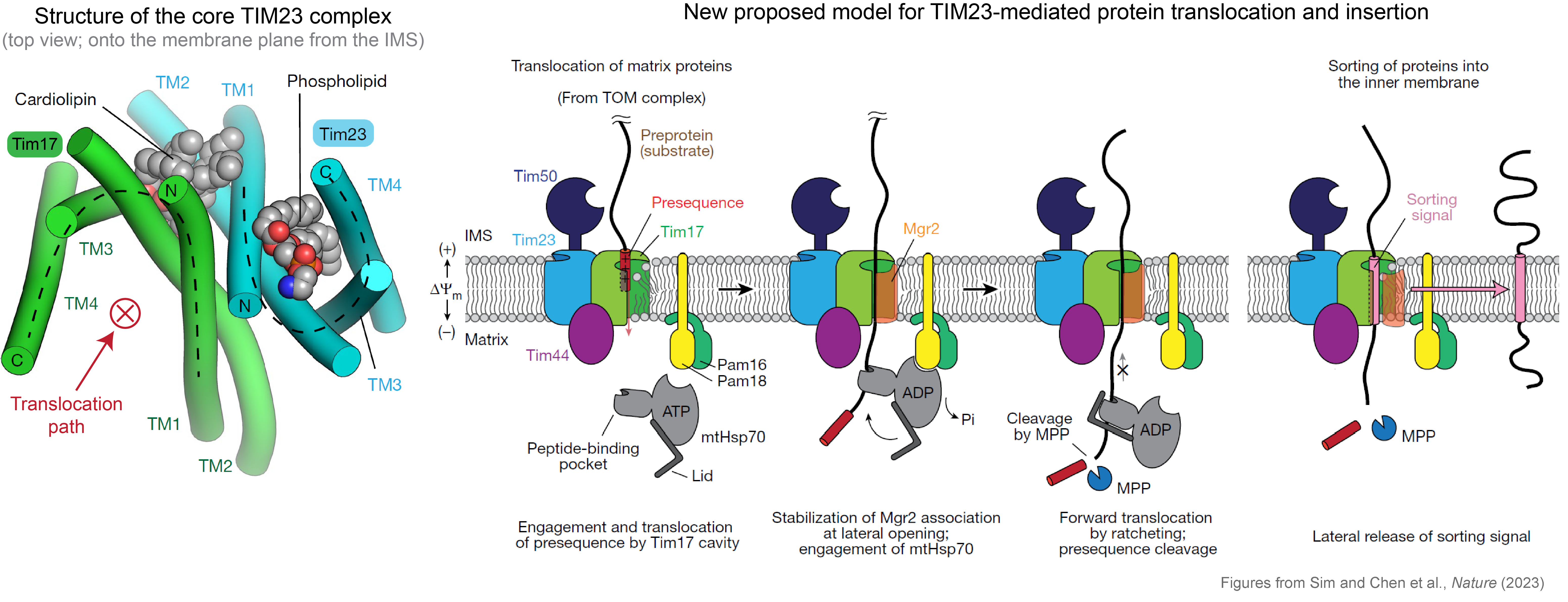 Structure and Mechanism of the TIM23 complex